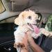 Furto de cães é muito comum e traz grande sofrimento para os donos dos animais
