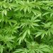 Ato ocorre na sexta-feira, 12, e pede a regulamentação do uso e do cultivo caseiro da cannabis (Foto: Ilustração)