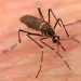 Mosquito Aedes aegypti, transmissor do vírus da dengue ao ser humano (Foto: Ilustração)