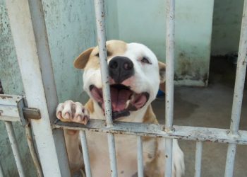 Cães aguardam por adoção