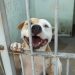 Cães aguardam por adoção