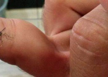 Quase 50% dos bairros da capital tem índices altos de dengue