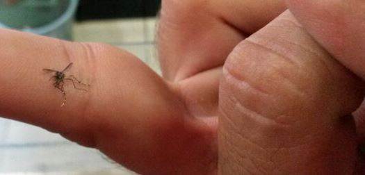 Quase 50% dos bairros da capital tem índices altos de dengue