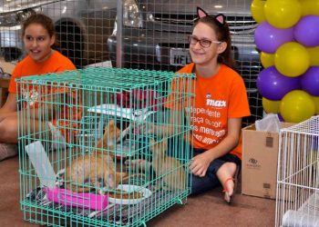 Fundação Bradesco convida Miau Auau para realizar feira de adoção de bichos durante evento cultural (Foto: Divulgação)