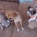 Cachorros resgatados em incêndio no interior de Goiás.