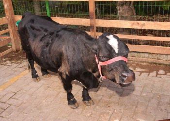 A fazendinha traz mini-bovinos, mini-cavalos, lhamas, macacos e muito mais