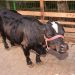 A fazendinha traz mini-bovinos, mini-cavalos, lhamas, macacos e muito mais