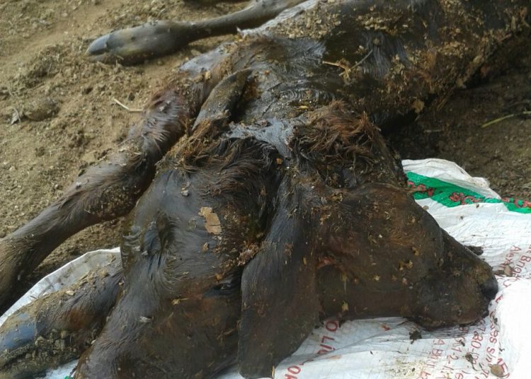 Animal nasce com traços incomuns no interior de Goiás