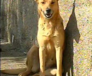 Cachora que salvou menina de estupro deixou ferimentos no corpo do agressor (Foto: Reprodução TV Tem)