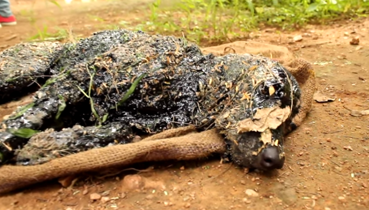 Cachorro coberto de piche.
