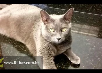 Depois de mais de um mês "empacotada" a gata tinha os olhos pregados de remela e metade do peso normal (Foto: Reprodução)