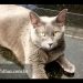 Depois de mais de um mês "empacotada" a gata tinha os olhos pregados de remela e metade do peso normal (Foto: Reprodução)