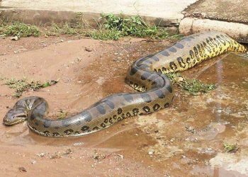 Cobra fica presa no bueiro (Foto: Leitor)