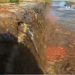Água "brota" de rua no Jardim América há três dias / Foto: Reprodução O Popular
