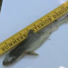 Filhote de tubarão encontrado no quintal da casa (Foto: Reprodução)