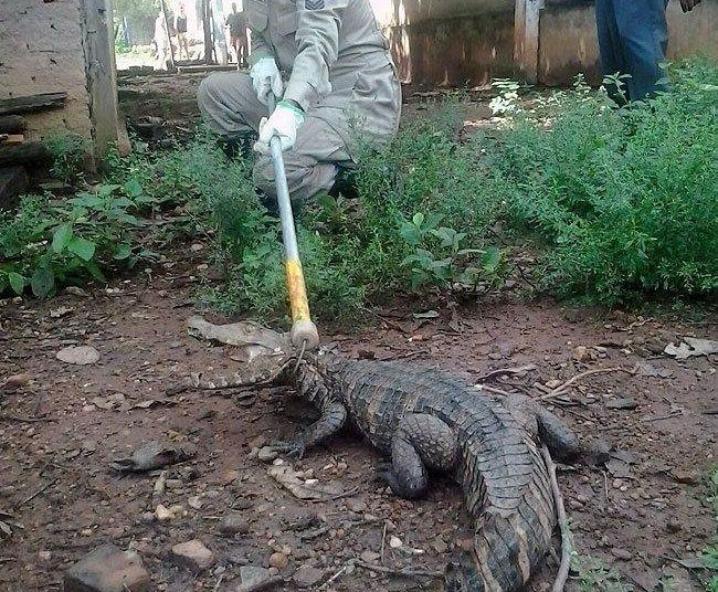 Bombeiro captura jacaré (Foto: Divulgação/WhatsApp)