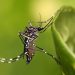 Os casos das doenças transmitidas pelo Aedes aegypti diminuíram em Goiânia | Foto: Reprodução