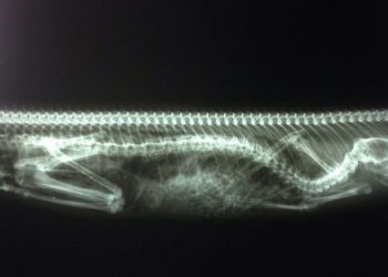 Imagem de raio-x mostra o gato que foi engolido pela jiboia em Laranjeiras, na Zona Sul do Rio (Foto: Luís Eduardo Castro/ Suipa)