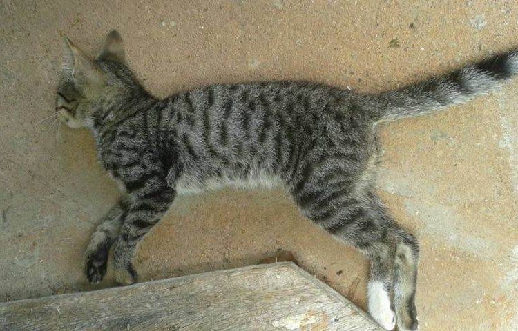 ONG suspeita de vizinhos (Foto: Reprodução / Facebook)