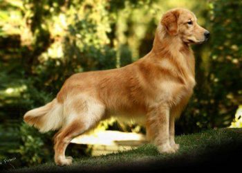 O golden retriever é uma das belas raças que poderá ser conferida na exposição (Foto: Reprodução)