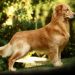 O golden retriever é uma das belas raças que poderá ser conferida na exposição (Foto: Reprodução)