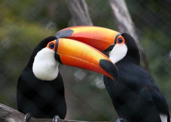 Mascotes peessedebistas, tucanos são aves de beleza única (Foto: Reprodução)