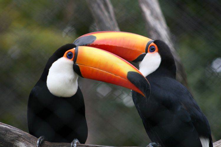 Mascotes peessedebistas, tucanos são aves de beleza única (Foto: Reprodução)