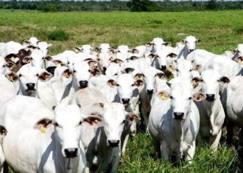 Ladrões levaram 125 cabeças de gado em fazenda perto de Goiânia | Foto: Reprodução