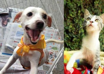 Na feira de adoção, todos os bichinhos estão saudáveis, vermifugados, vacinados e castrados (Foto: Divulgação)