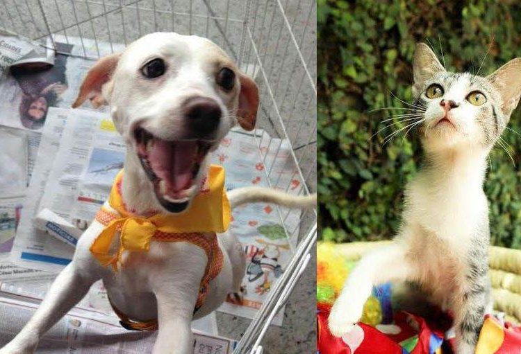 Na feira de adoção, todos os bichinhos estão saudáveis, vermifugados, vacinados e castrados (Foto: Divulgação)