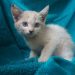 Gatinhos estão disponíveis para adoção (Foto: Divulgação)