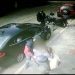 Câmera de segurança registrou coragem da avó ao proteger netos | Foto: Reprodução