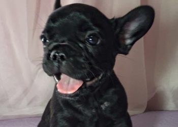 Filhote de bulldog francês tem apenas 68 dias de vida e nunca havia saído de perto dos pais | Foto: arquivo pessoal
