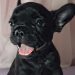 Filhote de bulldog francês tem apenas 68 dias de vida e nunca havia saído de perto dos pais | Foto: arquivo pessoal