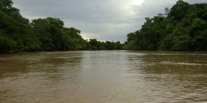 Homem desaparece após ser atacado por enxames de abelhas no Rio Meia Ponte, em Aloândia | Foto: Reprodução