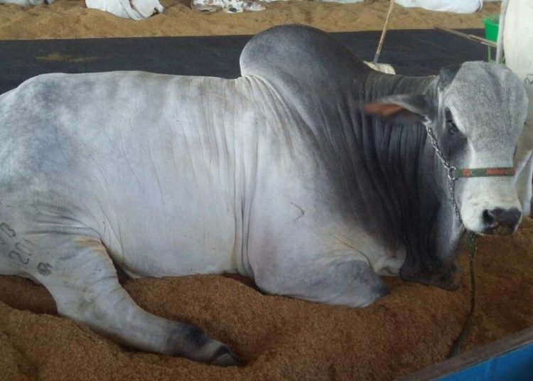 Obama Cristal tem 35 meses de idade e fará presença na Pecuária 2017 | Foto: Divulgação