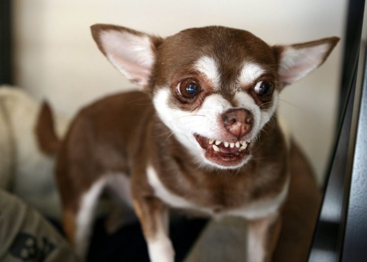 Cães podem ter baixa sociabilidade se não receberem os estímulos certos | Foto: Reprodução