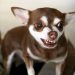 Cães podem ter baixa sociabilidade se não receberem os estímulos certos | Foto: Reprodução