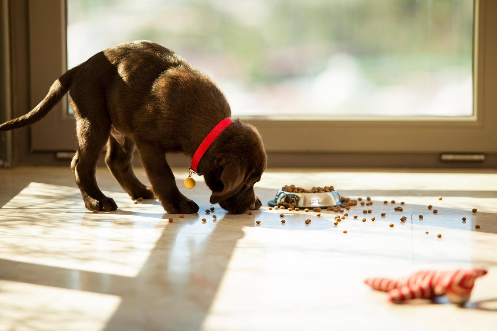 Espalhar a comida do cachorro é uma das dicas da especialista em comportamento canino Cinthia Suzuki | Foto: Reprodução
