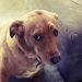 Especialista dá dicas para que você lide melhor com o seu cão quando ele aprontar | Foto: Reprodução / Pinterest