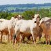 Rastreamento animal foi retirado da pauta da Alego nesta segunda, 5 | Foto: Reprodução