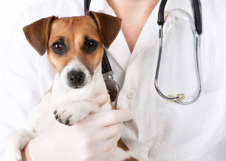 Hospital veterinário