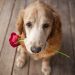 Não é preciso teoria para perceber as demonstrações de amor e carinho que os cães nos dão o tempo todo | Foto: Reprodução