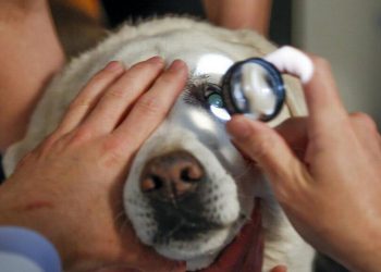 Cuidar de um cachorro cego não é tarefa fácil, mas dicas podem ajudar muito | Foto: Reprodução