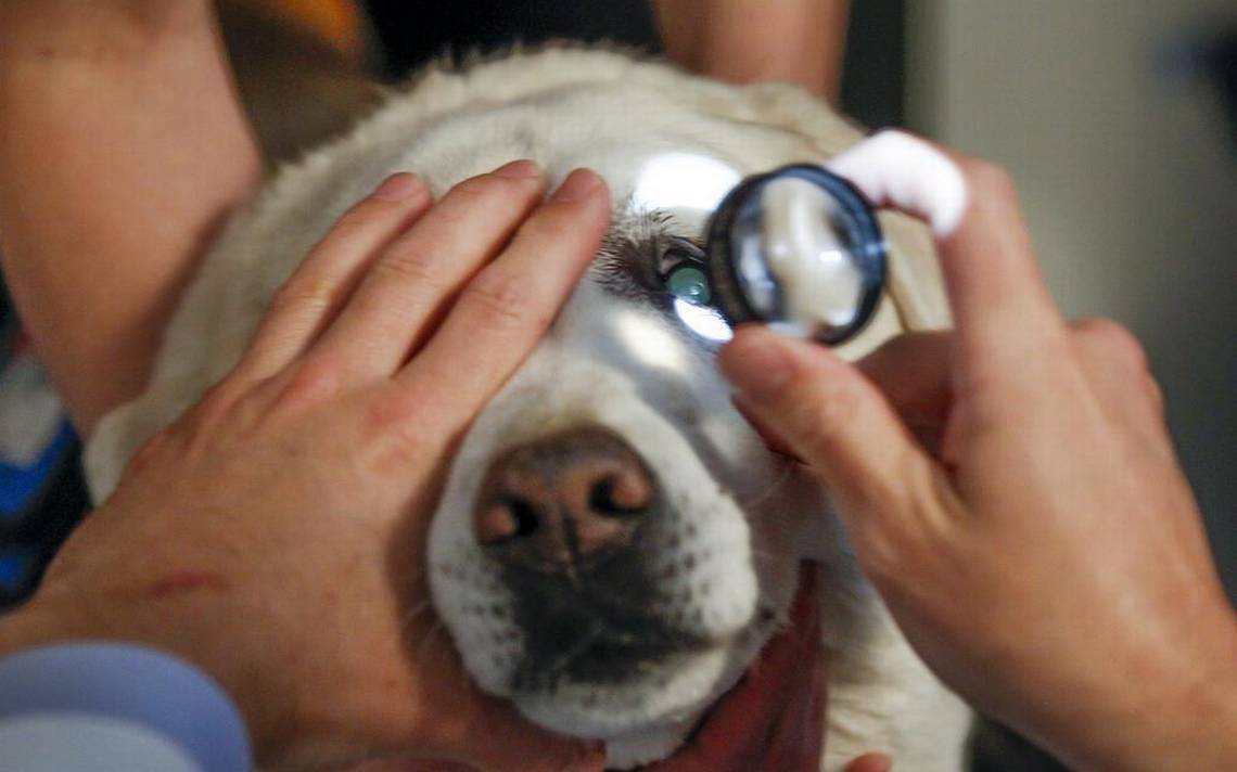 Cuidar de um cachorro cego não é tarefa fácil, mas dicas podem ajudar muito | Foto: Reprodução