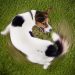 Você sabe dizer se as manias do seu cachorro são inofensivas ou se tornaram compulsão? | Foto: Reprodução
