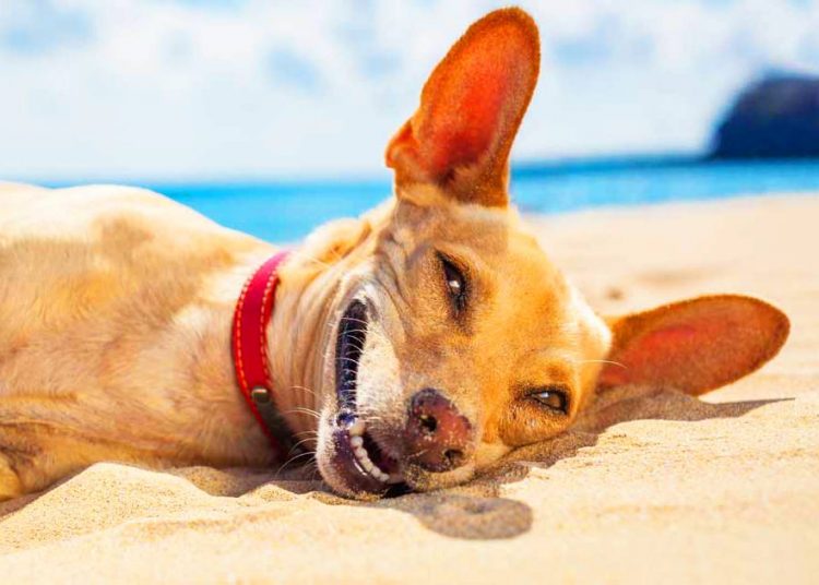 Seu cachorro está com calor? Veja como resolver esse problema facilmente | Foto: Reprodução