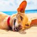 Seu cachorro está com calor? Veja como resolver esse problema facilmente | Foto: Reprodução