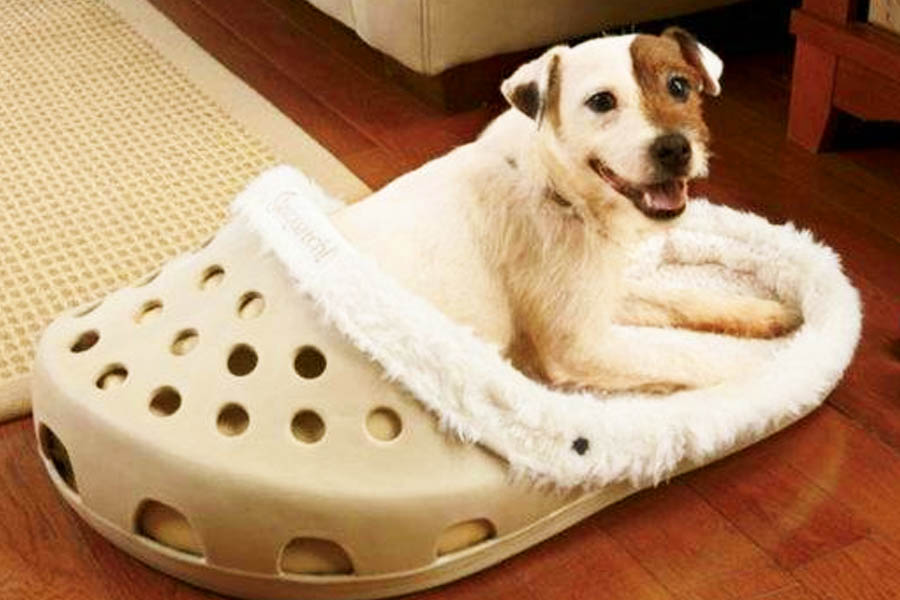 Cama e os potinhos de comida e água devem ser colocados afastados do local em que eles fazem as necessidades | Foto: Reprodução