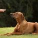 Cachorro, fica! | Foto: Reprodução